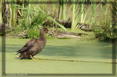 Canard noir (American Black Duck)