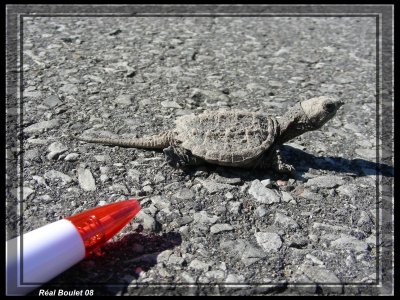 Tortue serpentine