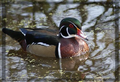 Canard branchu (Wood Duck)