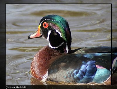 Canard branchu (Wood Duck)