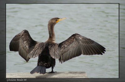 Cormoran  aigrettes (Double-crested Cormorant)