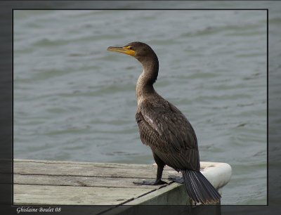 Cormoran  aigrettes (Double-crested Cormorant)