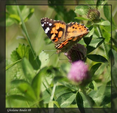 Belle dame - Vanessa cardui