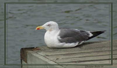 Goland brun (Lesser Black-backed Gull)