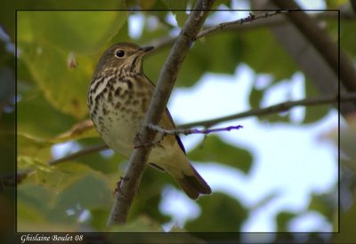 Grive solitaire (Hermit Thrush)