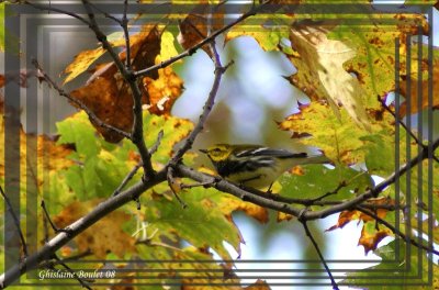 Paruline  gorge noire (Black-Throated Green Warbler)