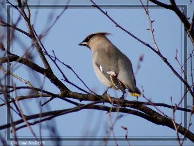 Jaseur boral (Bohemian Waxwing)