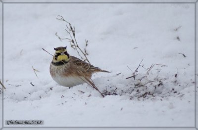 Alouette hausse-col (Horned Lark)