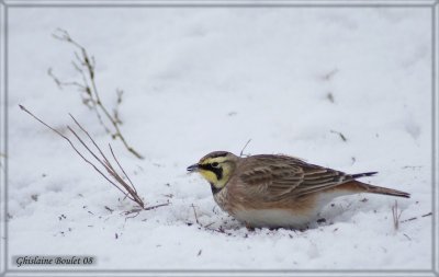 Alouette hausse-col (Horned Lark)