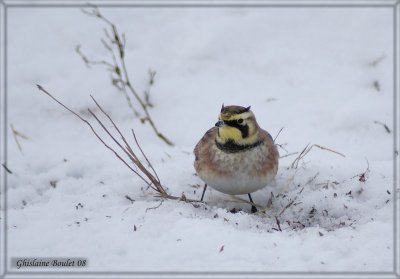 Alouette hausse-col (Horned Lark)