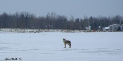 Coyote