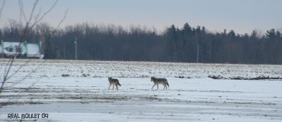 Coyote