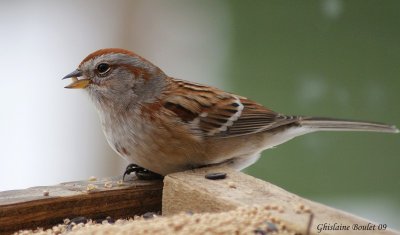 Bruant hudsonnien (American Tree Sparrow)