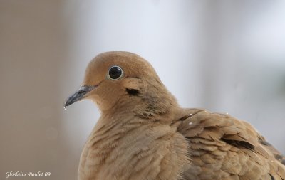 Tourterelle triste (Mourning Dove)