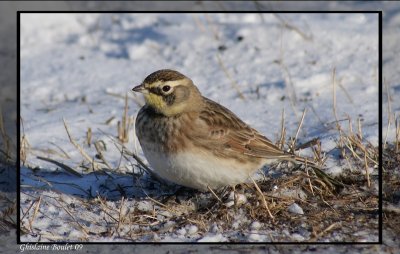 Alouette hausse-col (Horned Lark)