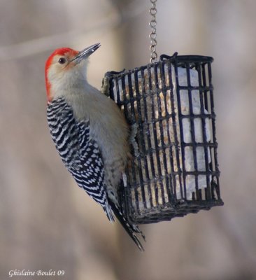 Pic  ventre roux (Red-bellied Woodpecker)