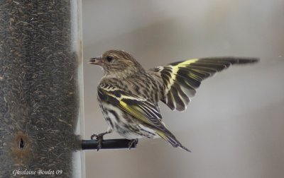 Tarin des pins (Pine Siskin)