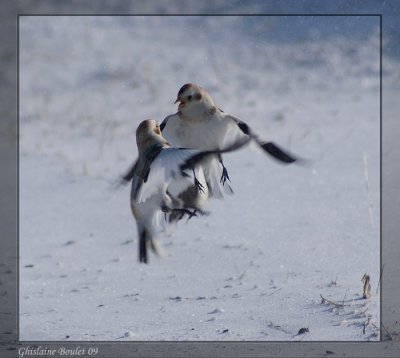 Plectrophane des neiges (Snow Bunting)