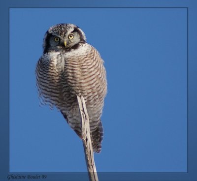 Chouette pervire (Northern Hawk-Owl)