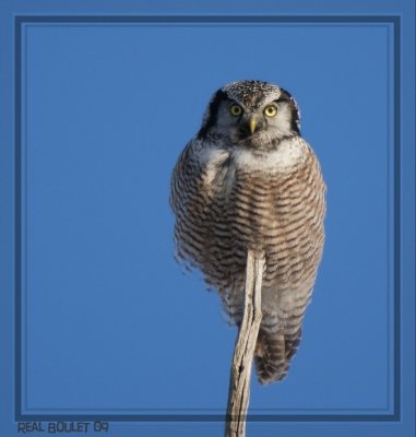 Chouette pervire (Northern Hawk-Owl)