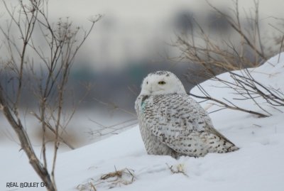 Harfang des neiges (Snowy Owl)