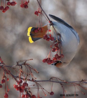 Jaseur boréal (Bohemian Waxwing)