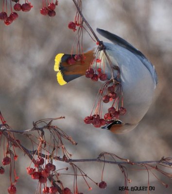 Jaseur boral (Bohemian Waxwing)