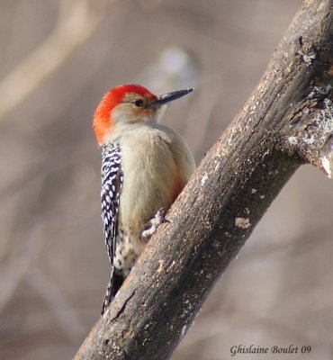 Pic  ventre roux (Red-bellied Woodpecker)