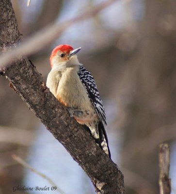 Pic  ventre roux (Red-bellied Woodpecker)