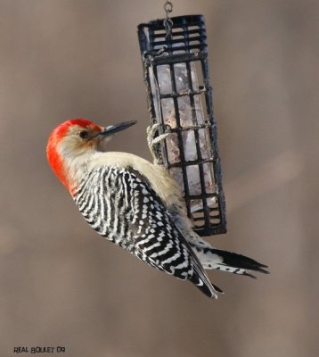 Pic  ventre roux (Red-bellied Woodpecker)