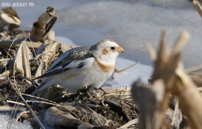 Plectrophane des neiges (Snow Bunting)