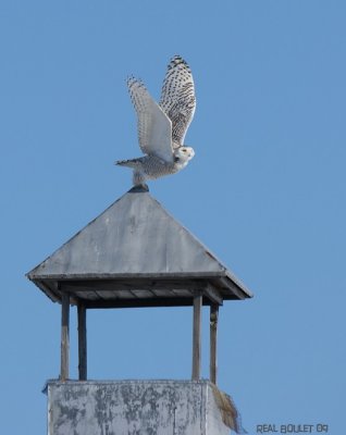 Harfang des neiges (Snowy Owl)