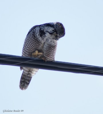 Chouette pervire (Northern Hawk-Owl)