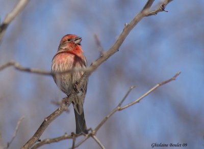 Roselin familier (House Finch)