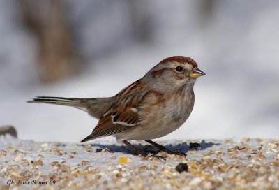 Bruant hudsonnien (American Tree Sparrow)