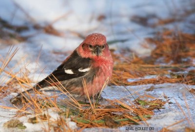 Bec-crois bifasci (White-winged Crossbill)