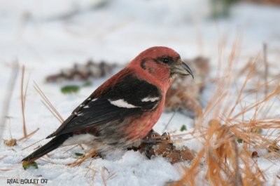Bec-crois bifasci (White-winged Crossbill)