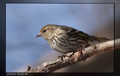 Tarin des pins (Pine Siskin)