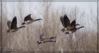 Bernache du Canada (Canada Goose)