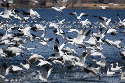 Oie des neiges (Snow Goose)