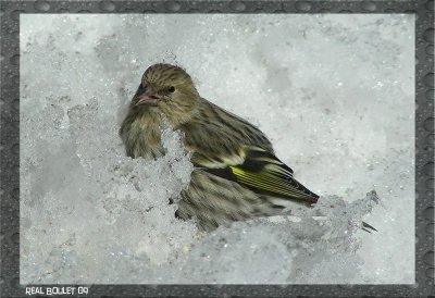 Tarin des pins (Pine Siskin)