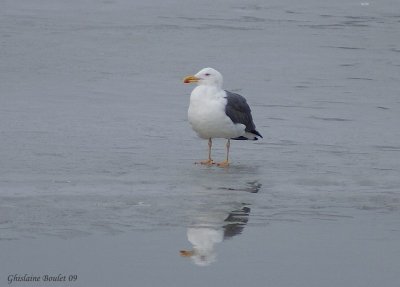 Goland brun (Lesser Black-backed Gull)