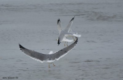 Goland brun (Lesser Black-backed Gull)