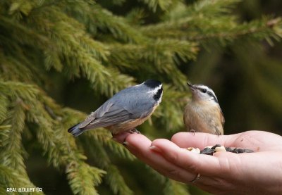 Sittelle  poitrine rousse (Red-breasted Nuthatch)