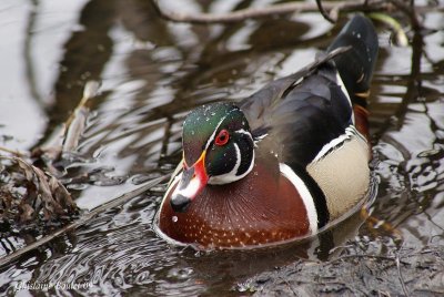 Canard branchu (Wood Duck)