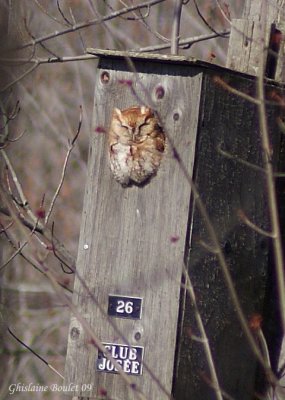 Petit-duc maculé (Eastern Screech-Owl)