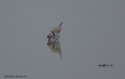 Pluvier siffleur (Piping Plover)
