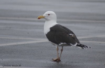 Goland marin (Great Black-backed Gull)