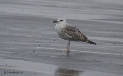 Goland marin (Great Black-backed Gull)