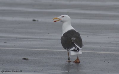 Goland marin (Great Black-backed Gull)
